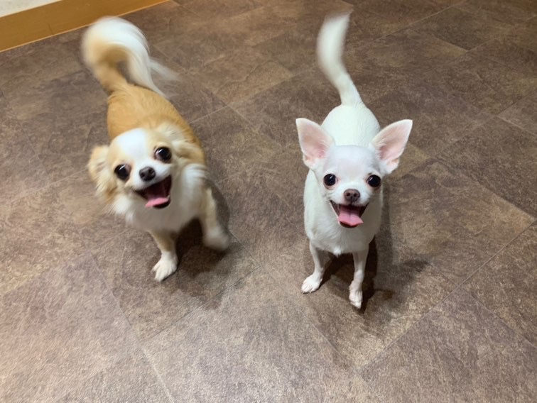 うちのこわんわん「ドッグマッサージ資格・調理師免許保持。サンフランシスコのホテルで6年、銀座の料理屋で20年、さらに介護病棟の病院食チーフを務めた経験を活かし、“人も犬も安心できる”衣・食・住アイテムを厳選しています。」