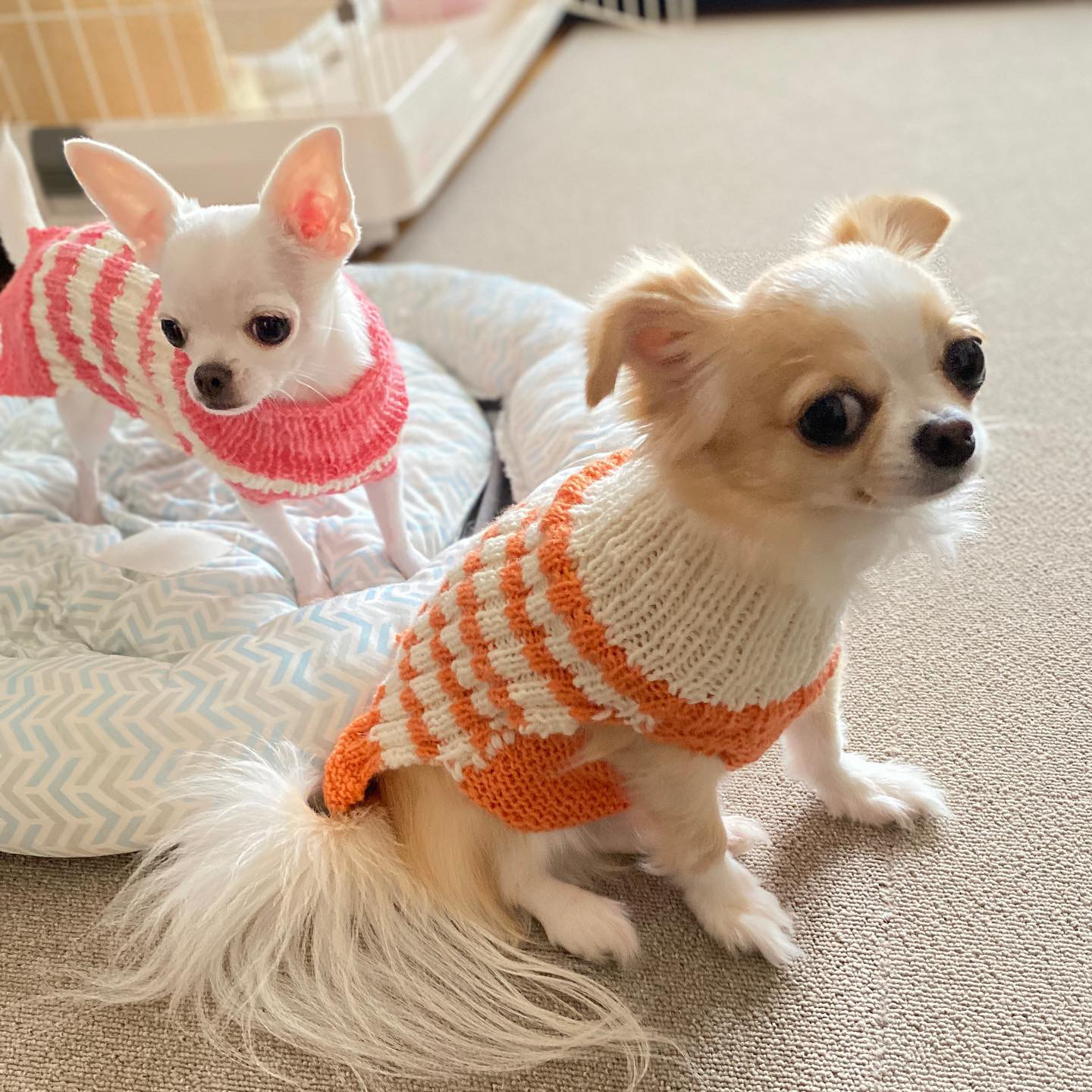 【衣】やさしく守る、犬の衣 |うちのこわんわん「ドッグマッサージ資格・調理師免許保持。サンフランシスコのホテルで6年、銀座の料理屋で20年、さらに介護病棟の病院食チーフを務めた経験を活かし、“人も犬も安心できる”衣・食・住アイテムを厳選しています。」