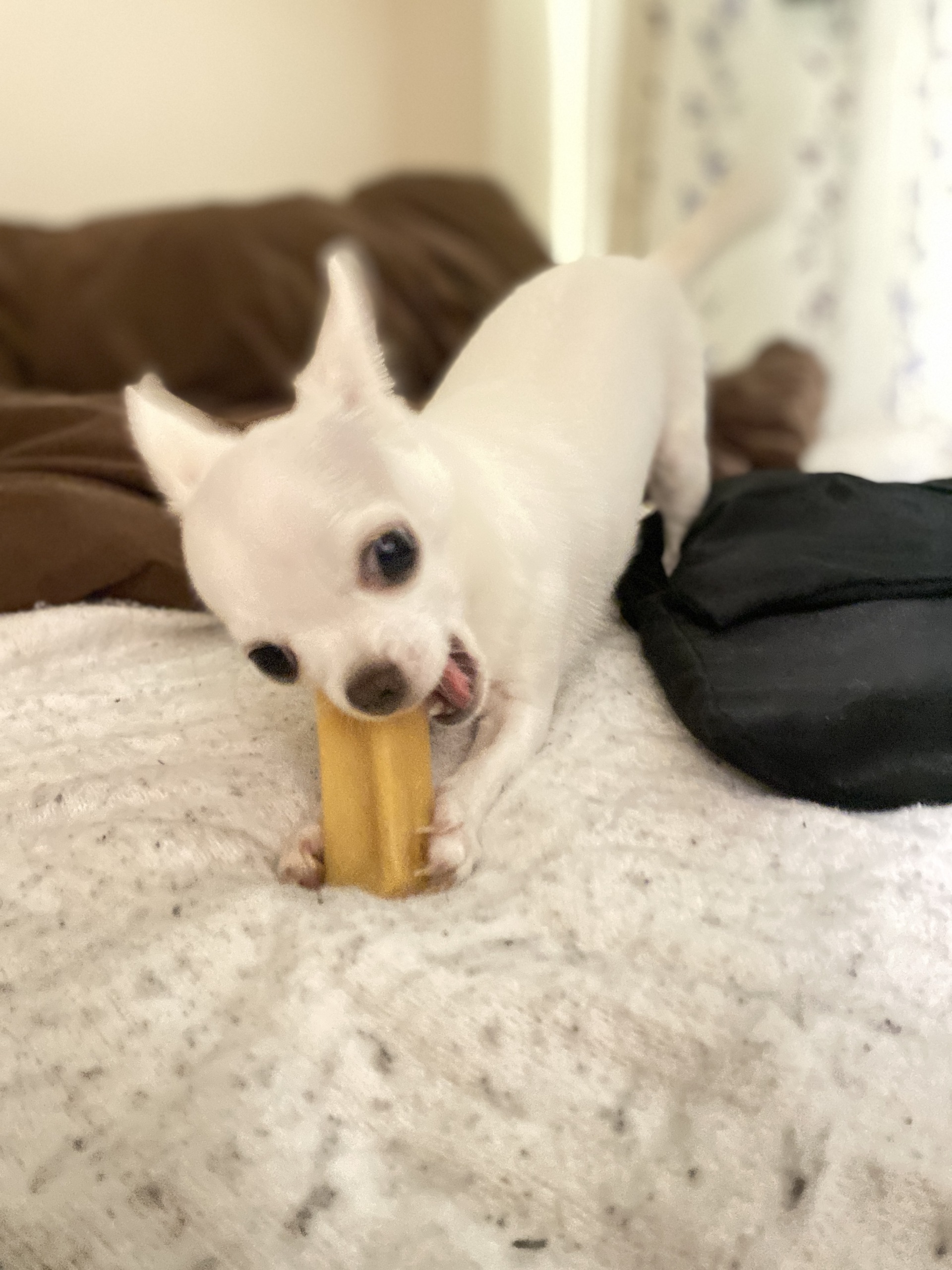 うちのこわんわん「ドッグマッサージ資格・調理師免許保持。サンフランシスコのホテルで6年、銀座の料理屋で20年、さらに介護病棟の病院食チーフを務めた経験を活かし、“人も犬も安心できる”衣・食・住アイテムを厳選しています。」