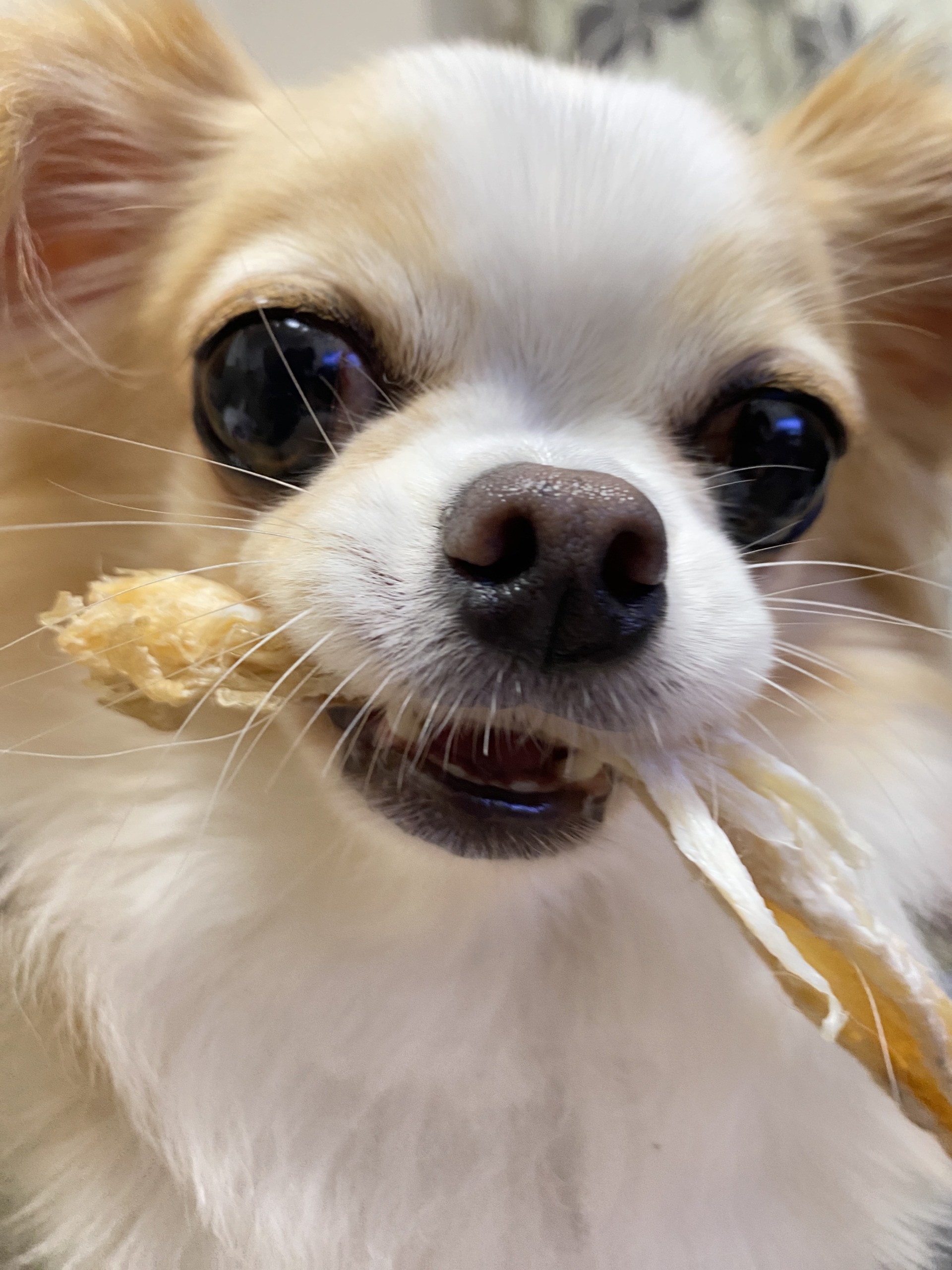 【食】からだをつくる、犬の食。 |うちのこわんわん「ドッグマッサージ資格・調理師免許保持。サンフランシスコのホテルで6年、銀座の料理屋で20年、さらに介護病棟の病院食チーフを務めた経験を活かし、“人も犬も安心できる”衣・食・住アイテムを厳選しています。」