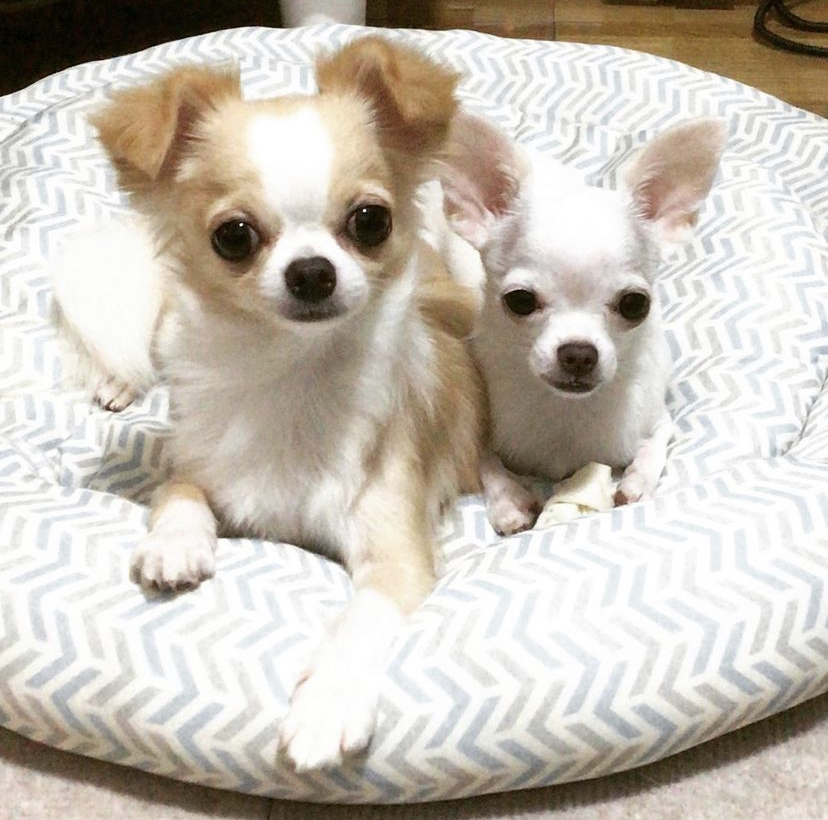 【住】心を満たす、犬の住。