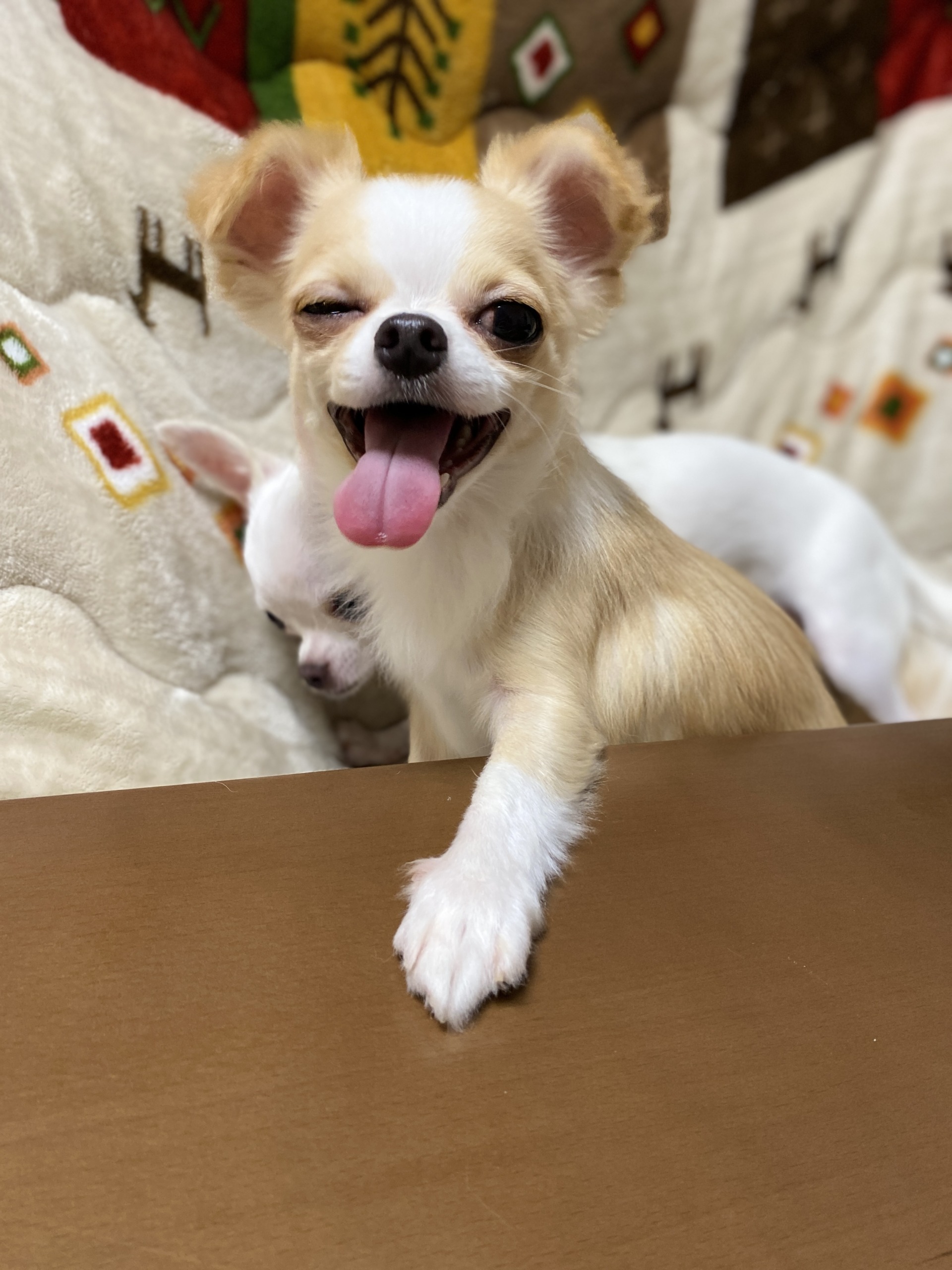 うちのこわんわん「ドッグマッサージ資格・調理師免許保持。サンフランシスコのホテルで6年、銀座の料理屋で20年、さらに介護病棟の病院食チーフを務めた経験を活かし、“人も犬も安心できる”衣・食・住アイテムを厳選しています。」