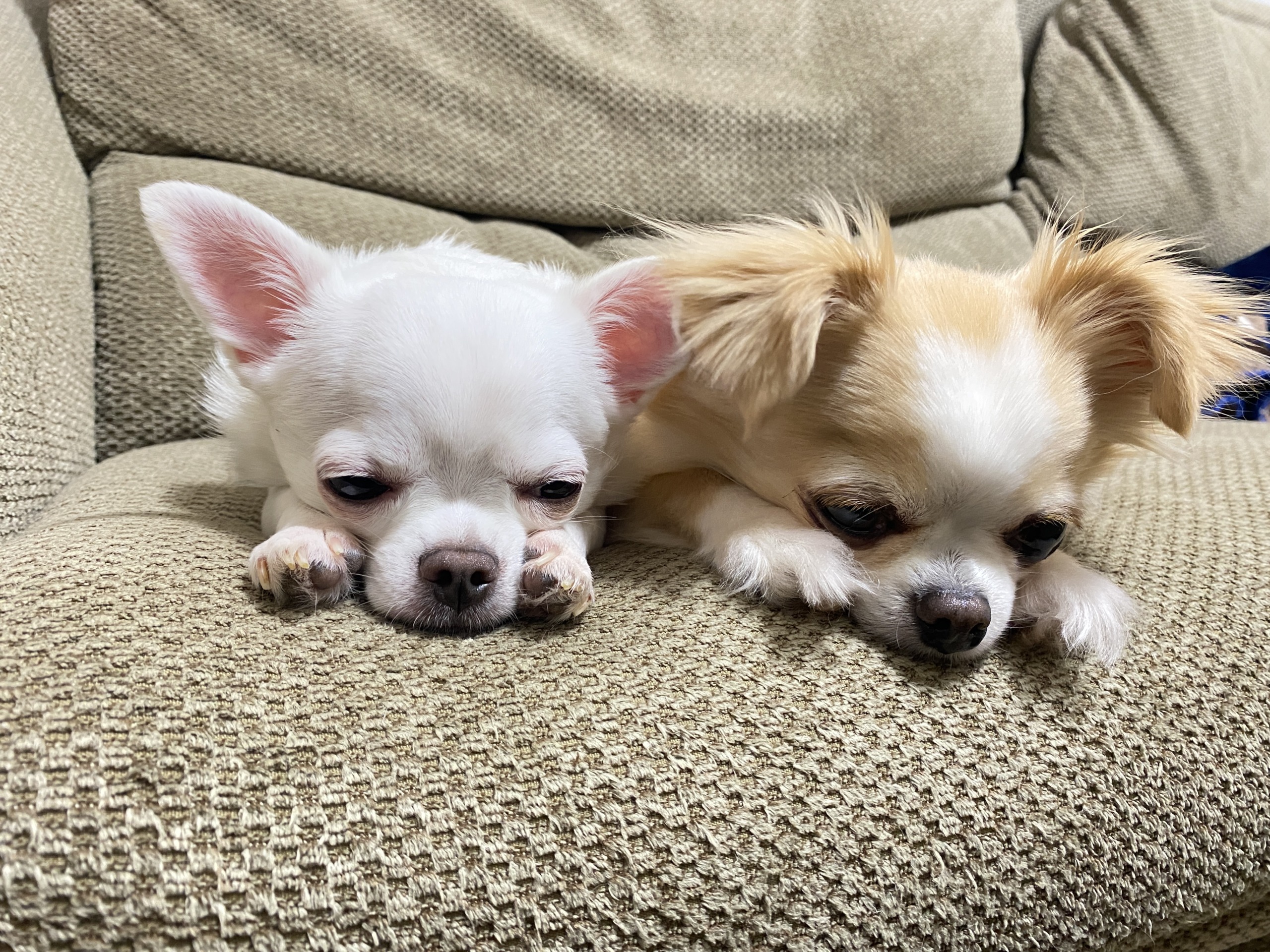 うちのこわんわん「ドッグマッサージ資格・調理師免許保持。サンフランシスコのホテルで6年、銀座の料理屋で20年、さらに介護病棟の病院食チーフを務めた経験を活かし、“人も犬も安心できる”衣・食・住アイテムを厳選しています。」