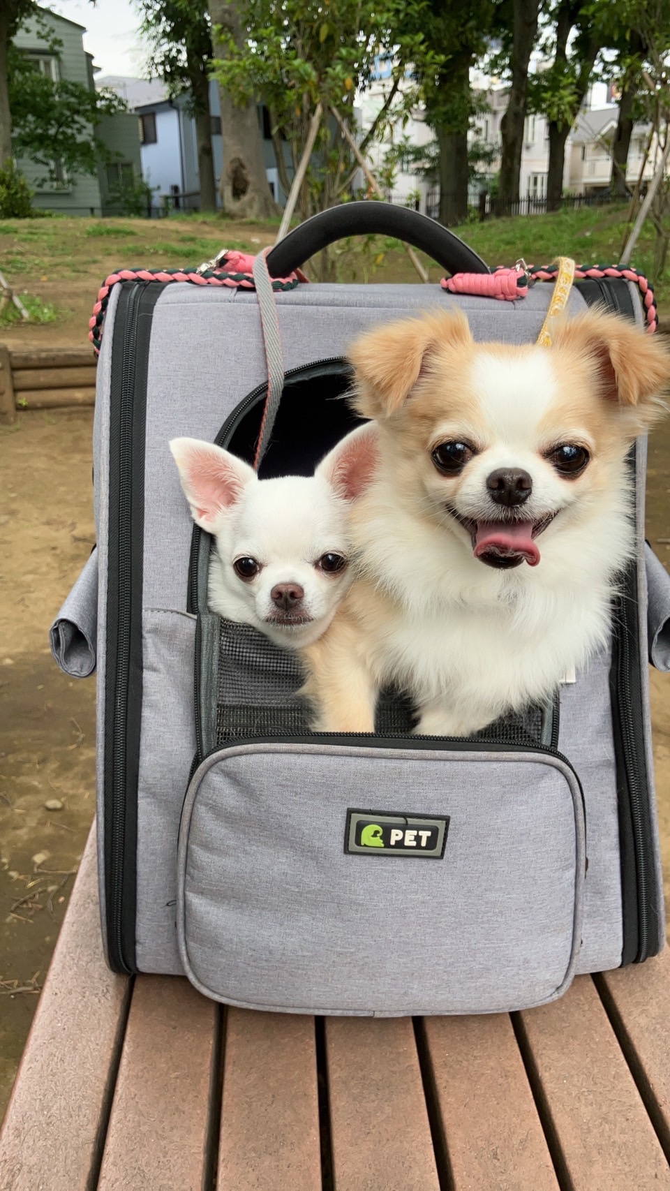 うちのこわんわん「ドッグマッサージ資格・調理師免許保持。サンフランシスコのホテルで6年、銀座の料理屋で20年、さらに介護病棟の病院食チーフを務めた経験を活かし、“人も犬も安心できる”衣・食・住アイテムを厳選しています。」