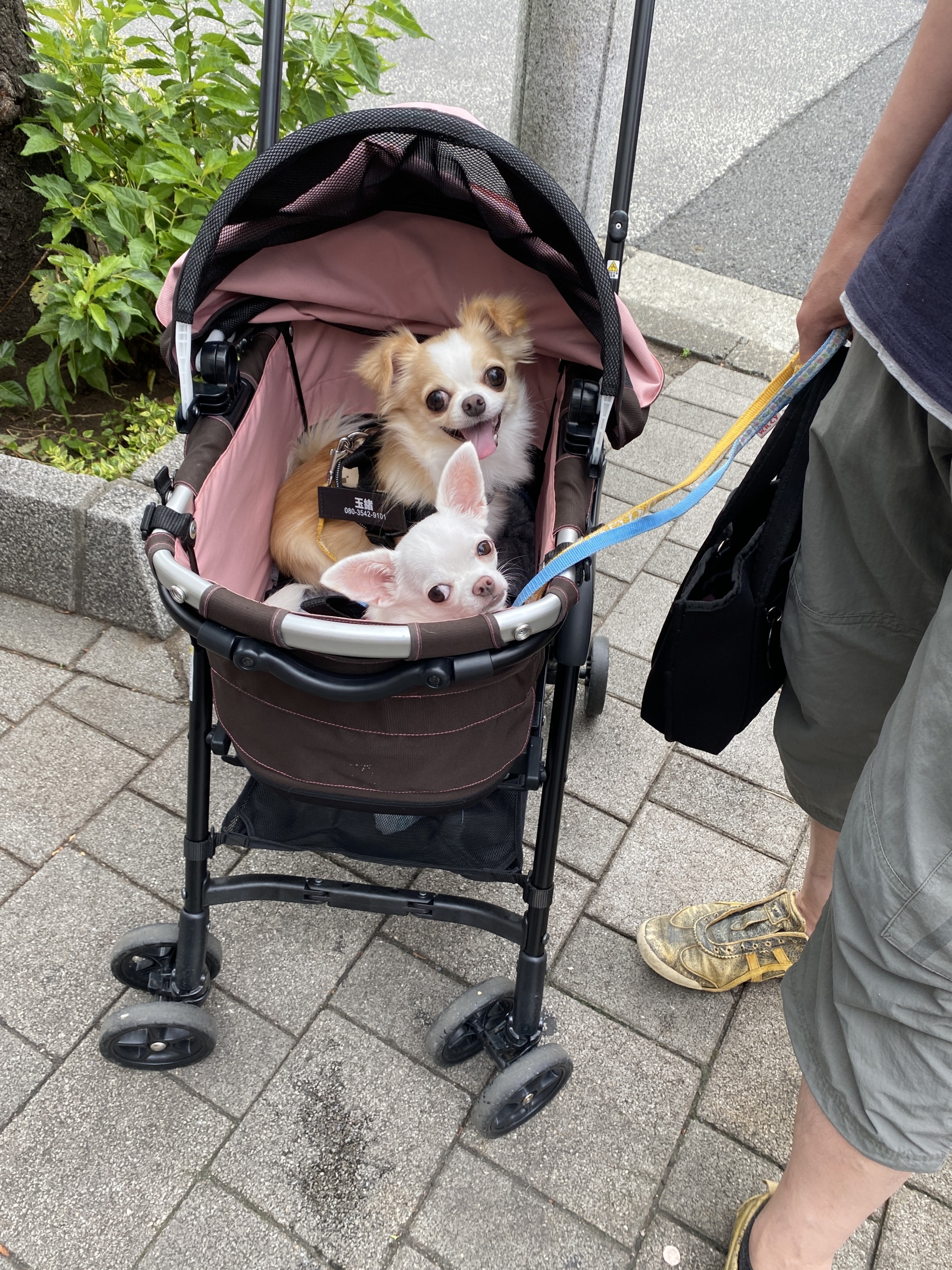 うちのこわんわん「ドッグマッサージ資格・調理師免許保持。サンフランシスコのホテルで6年、銀座の料理屋で20年、さらに介護病棟の病院食チーフを務めた経験を活かし、“人も犬も安心できる”衣・食・住アイテムを厳選しています。」