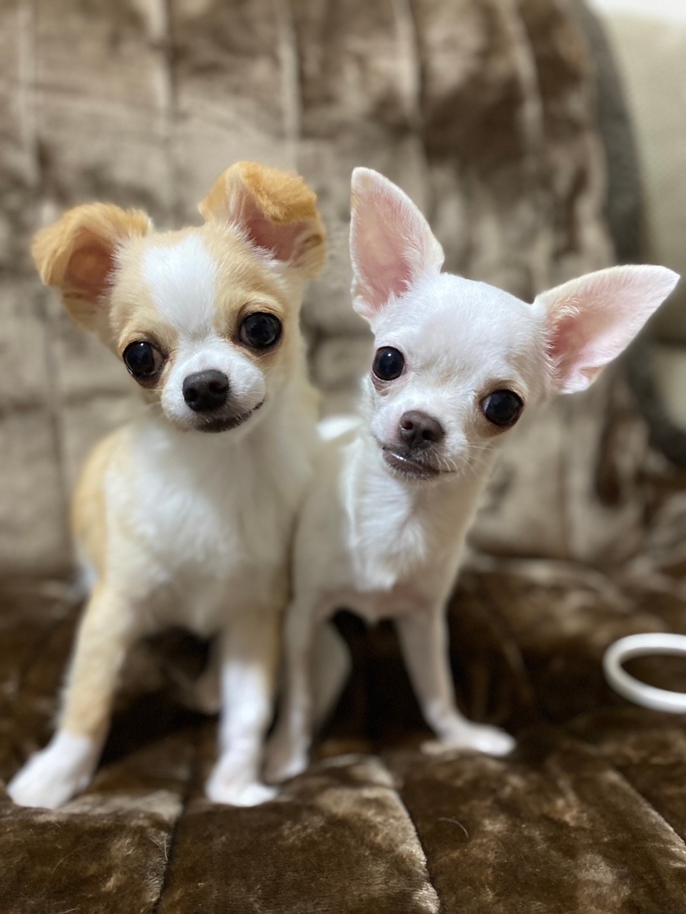 うちのこわんわん「ドッグマッサージ資格・調理師免許保持。サンフランシスコのホテルで6年、銀座の料理屋で20年、さらに介護病棟の病院食チーフを務めた経験を活かし、“人も犬も安心できる”衣・食・住アイテムを厳選しています。」